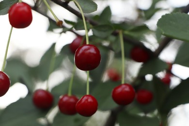 Photo of Closeup view of cherry tree with ripe red berries outdoors