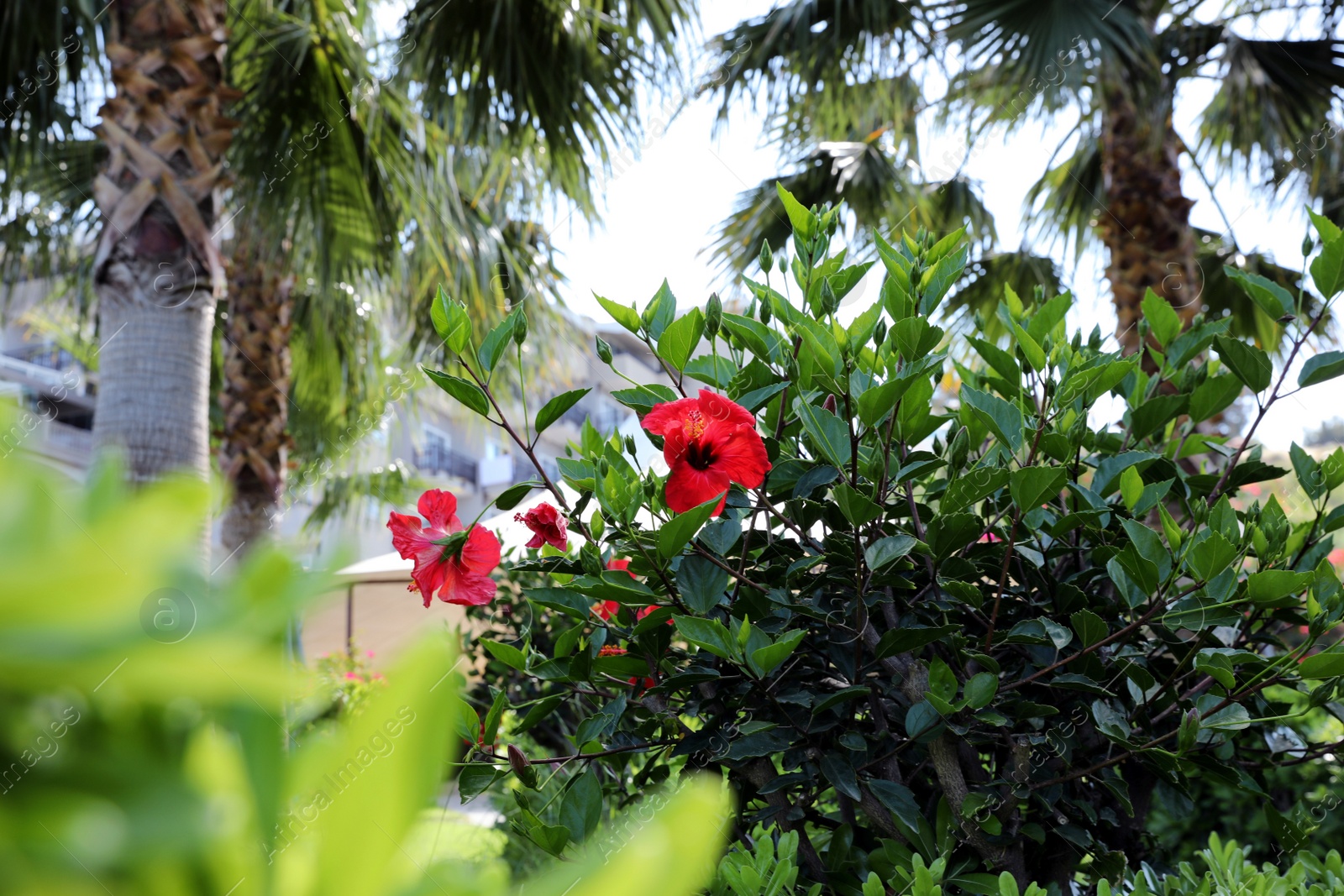 Photo of Beautiful blooming hibiscus bush outdoors on sunny day