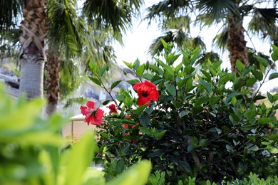 Photo of Beautiful blooming hibiscus bush outdoors on sunny day