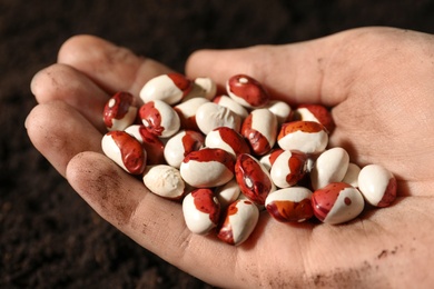 Woman holding pile of beans over soil, closeup. Vegetable seeds planting