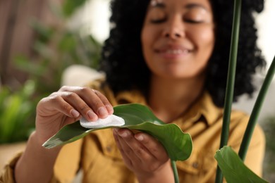 Photo of Happy woman wiping beautiful houseplant leaf with cotton pad, selective focus