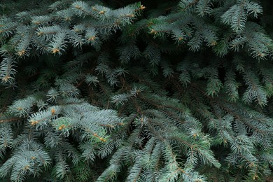 Photo of Beautiful branches of coniferous tree, closeup view