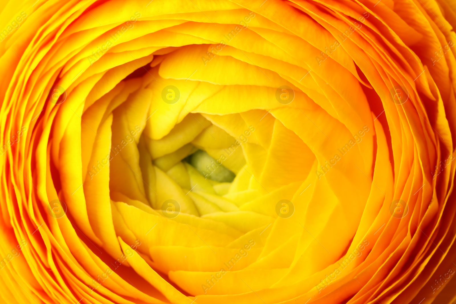 Photo of Closeup view of beautiful delicate ranunculus flower