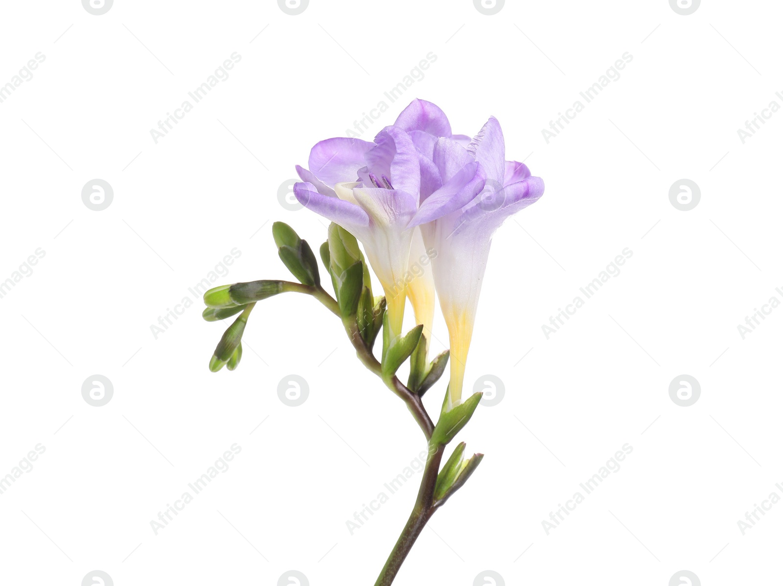 Photo of Beautiful violet freesia flower isolated on white