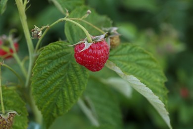 Photo of Beautiful ripe raspberry on branch in garden, closeup. Space for text