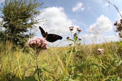 Photo of Beautiful butterfly on blooming flower under blue sky, wide-angle lens
