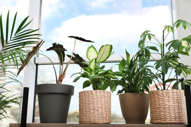 Different green potted plants near window at home