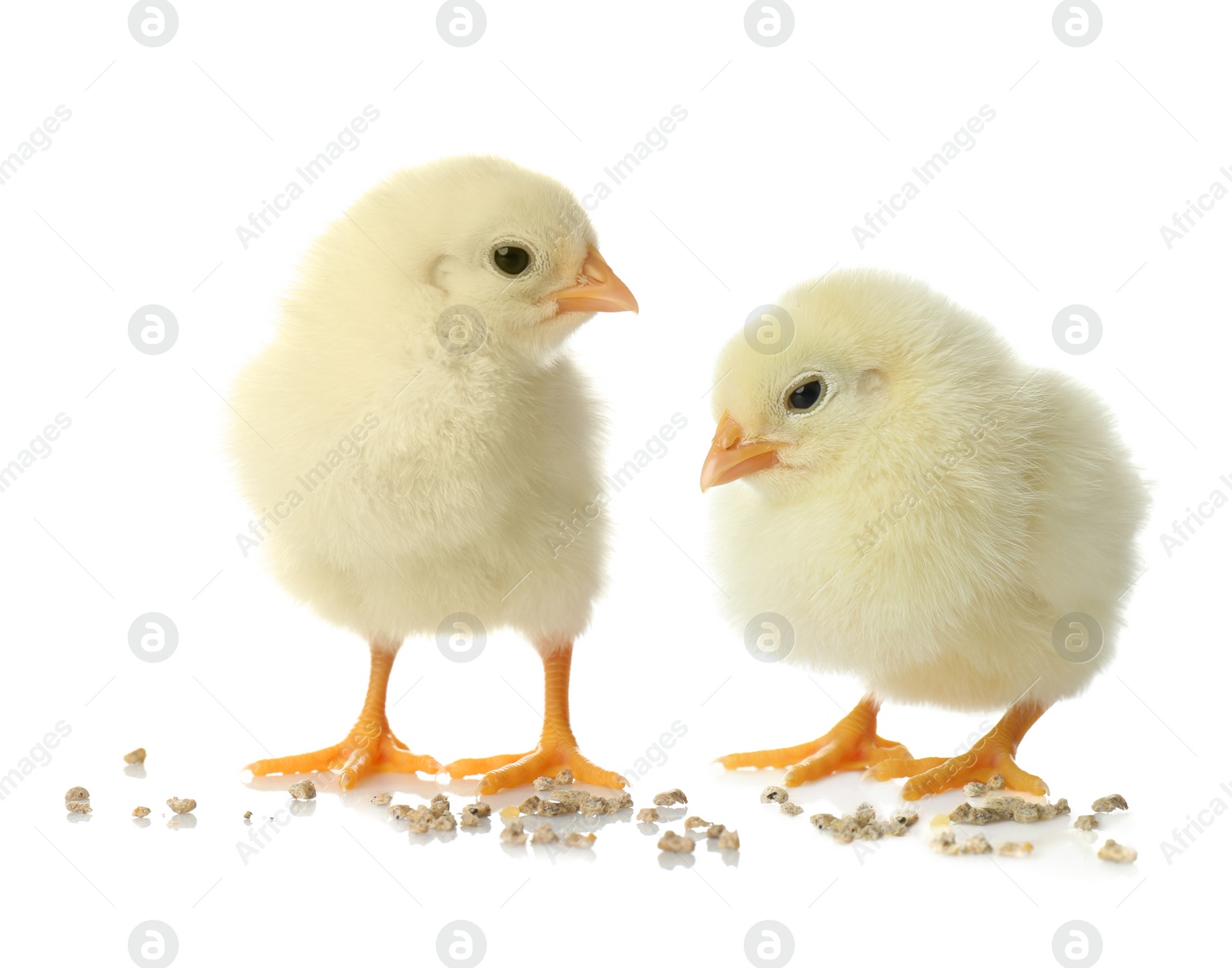 Image of Two cute fluffy chickens on white background