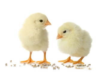 Image of Two cute fluffy chickens on white background