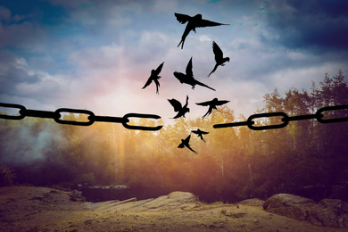 Freedom concept. Silhouettes of broken chain and birds flying in forest
