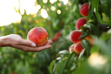 Photo of Woman holding fresh ripe peach in garden, closeup view