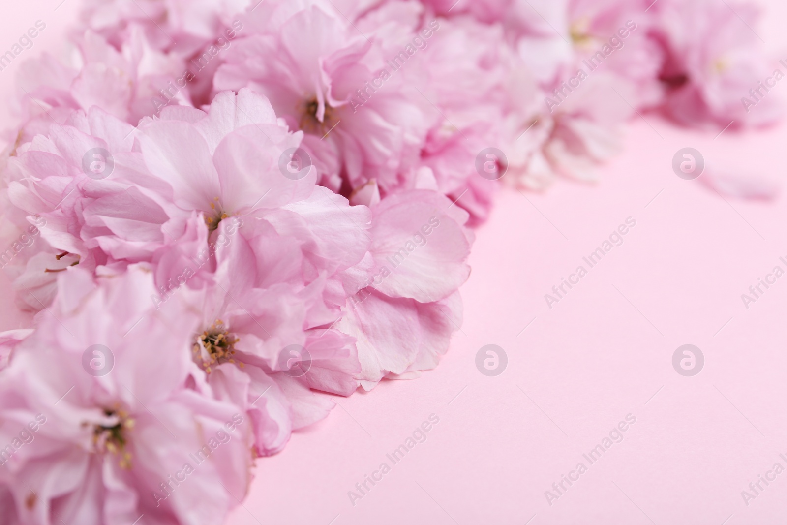 Photo of Beautiful sakura blossom on pink background, closeup. Japanese cherry