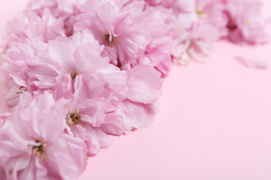 Beautiful sakura blossom on pink background, closeup. Japanese cherry