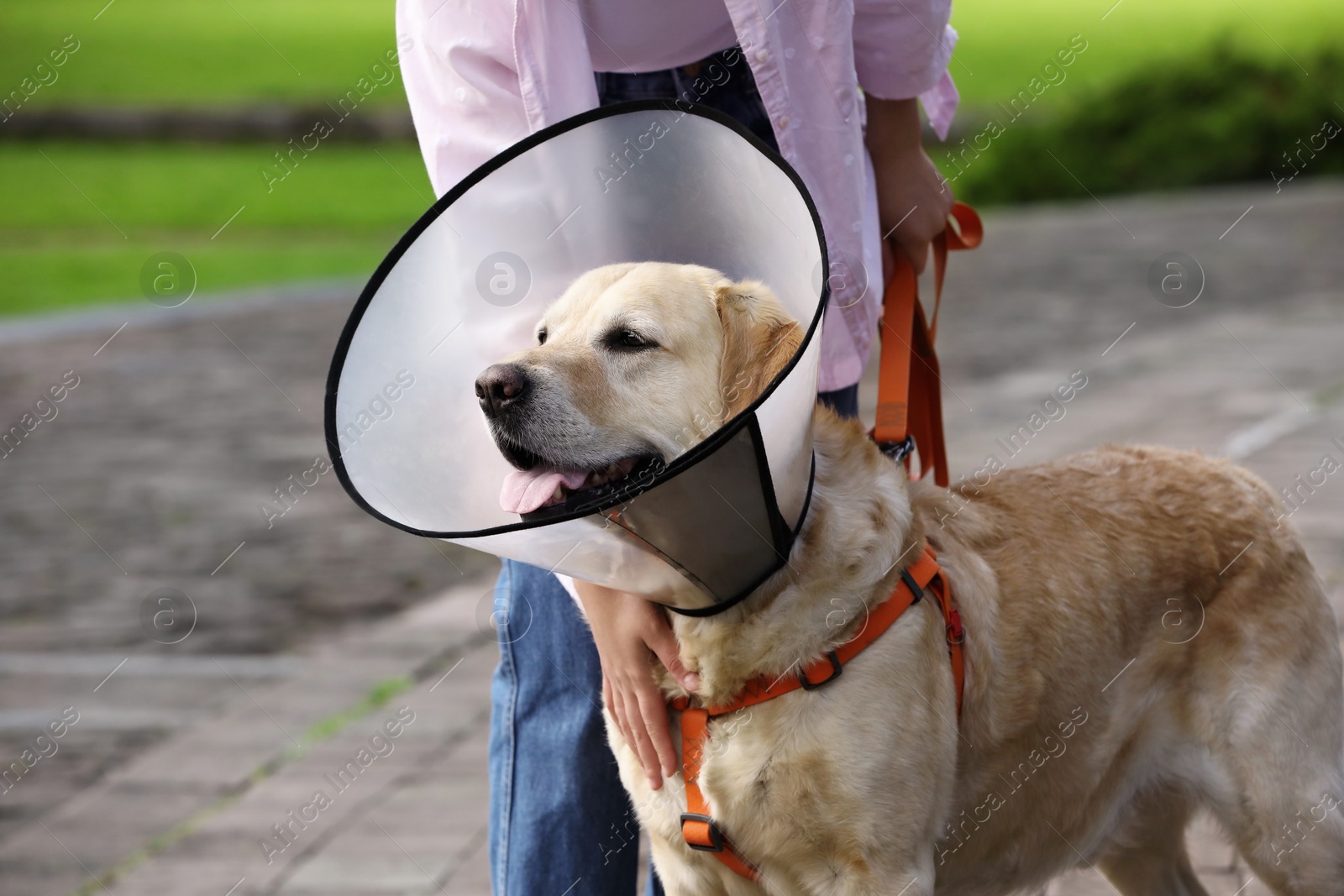 Photo of Woman walking her adorable Labrador Retriever dog in Elizabethan collar outdoors, closeup