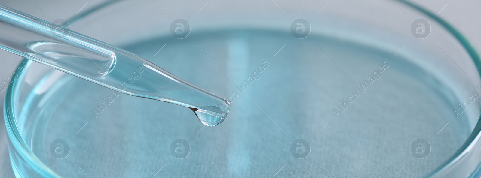 Photo of Dripping liquid from pipette into petri dish, closeup. Laboratory analysis