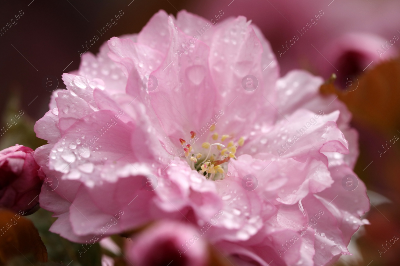 Photo of Beautiful sakura tree flower with water drops on blurred background, closeup