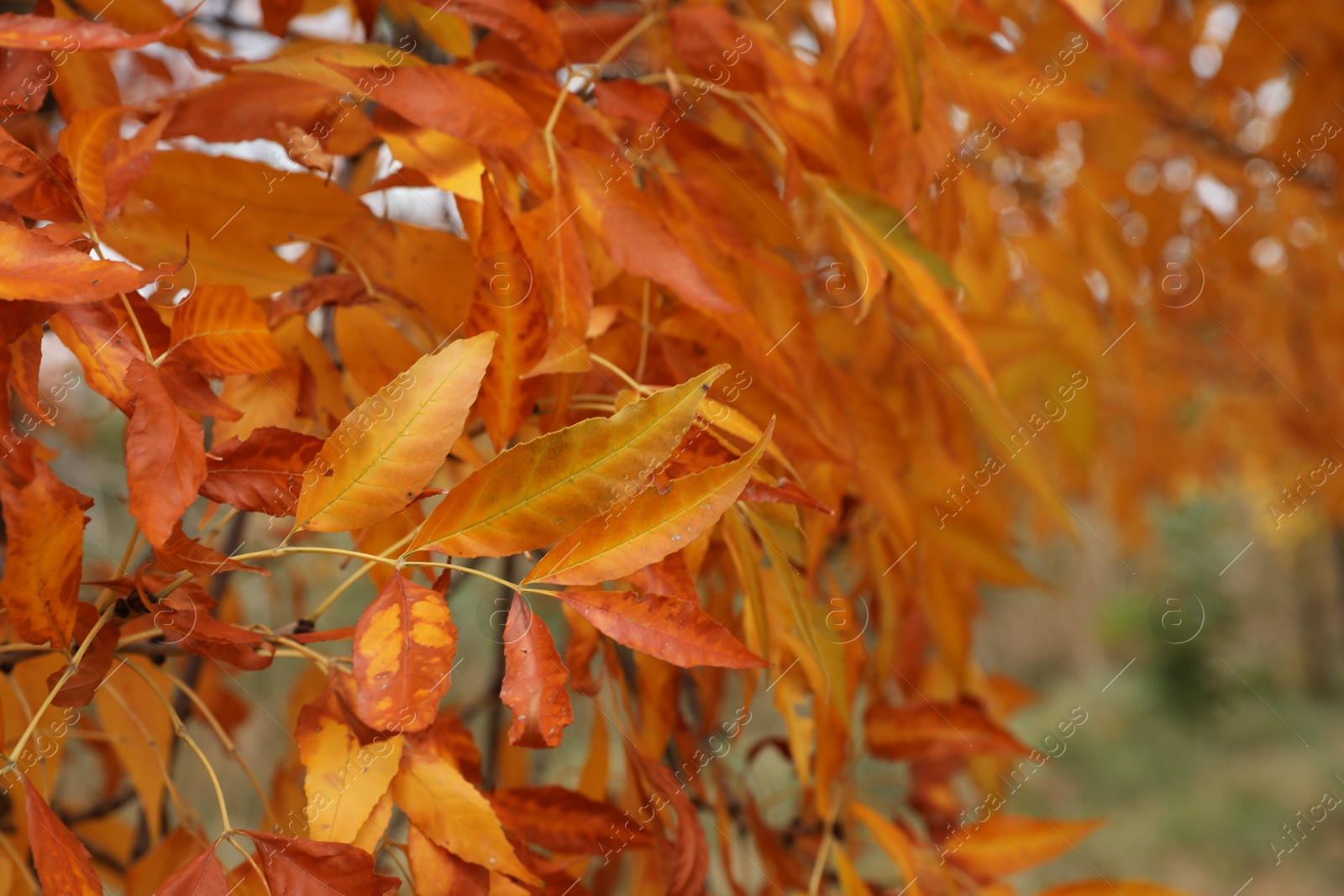 Photo of Tree with bright leaves outdoors on autumn day