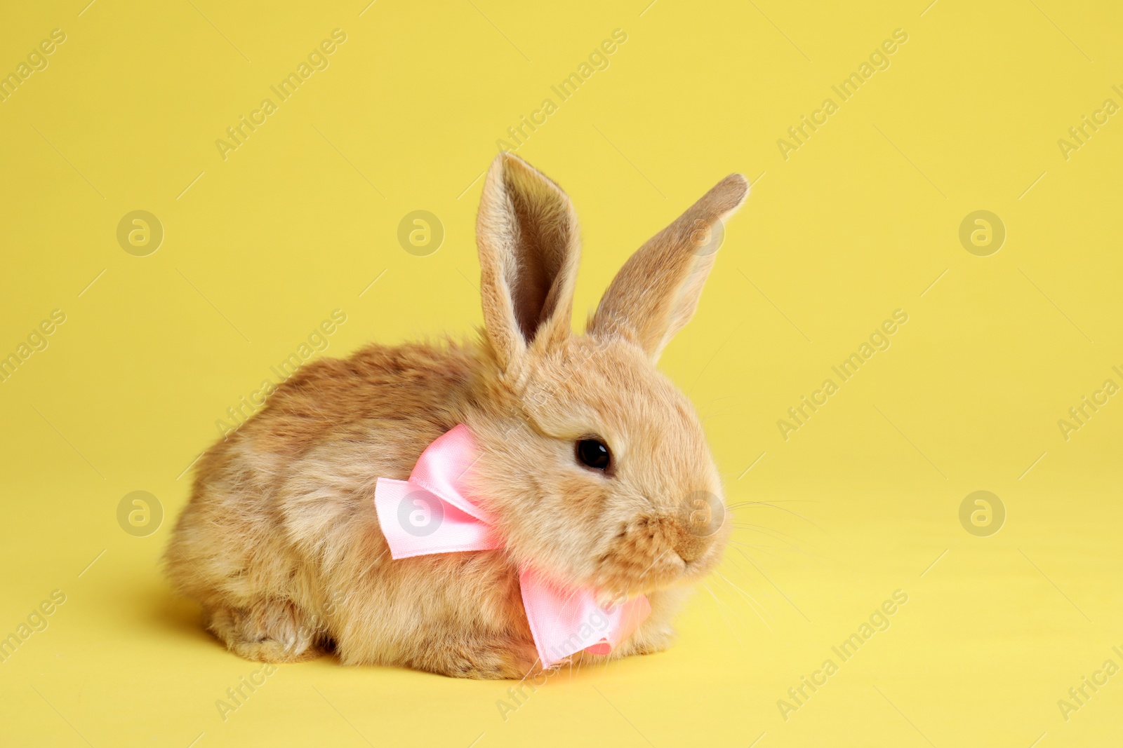 Photo of Adorable furry Easter bunny with cute bow tie on color background, space for text