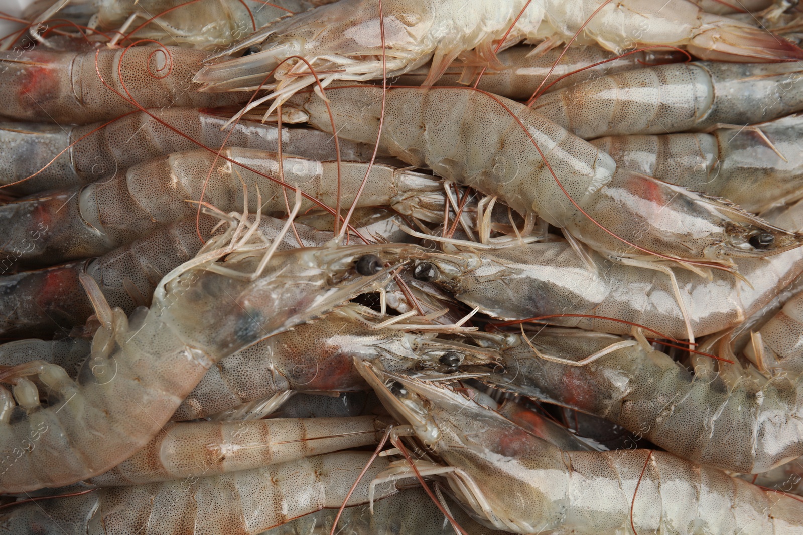 Photo of Fresh raw shrimps as background, top view