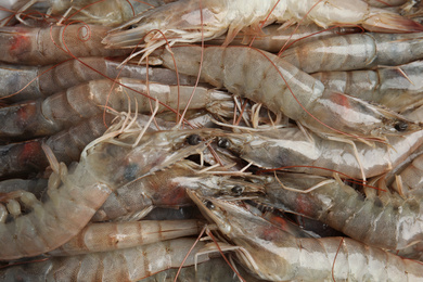 Fresh raw shrimps as background, top view