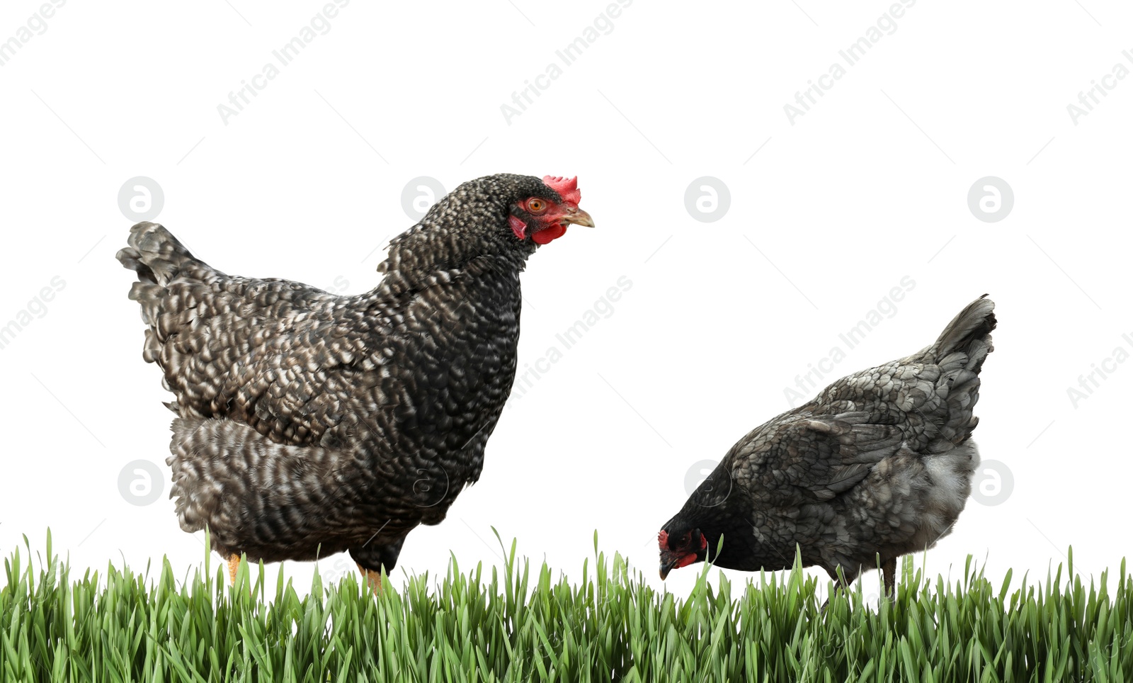 Image of Beautiful chickens on fresh green grass against white background