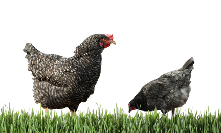 Beautiful chickens on fresh green grass against white background