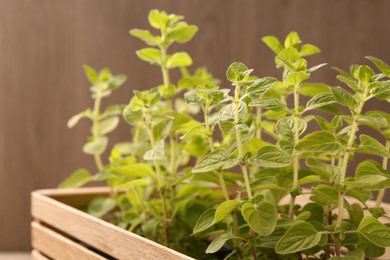 Photo of Aromatic oregano growing in wooden crate on blurred background, closeup