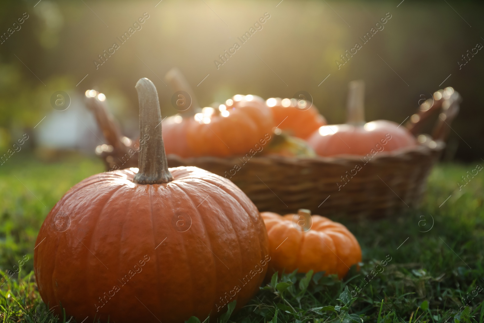 Photo of Fresh ripe orange pumpkins on green grass