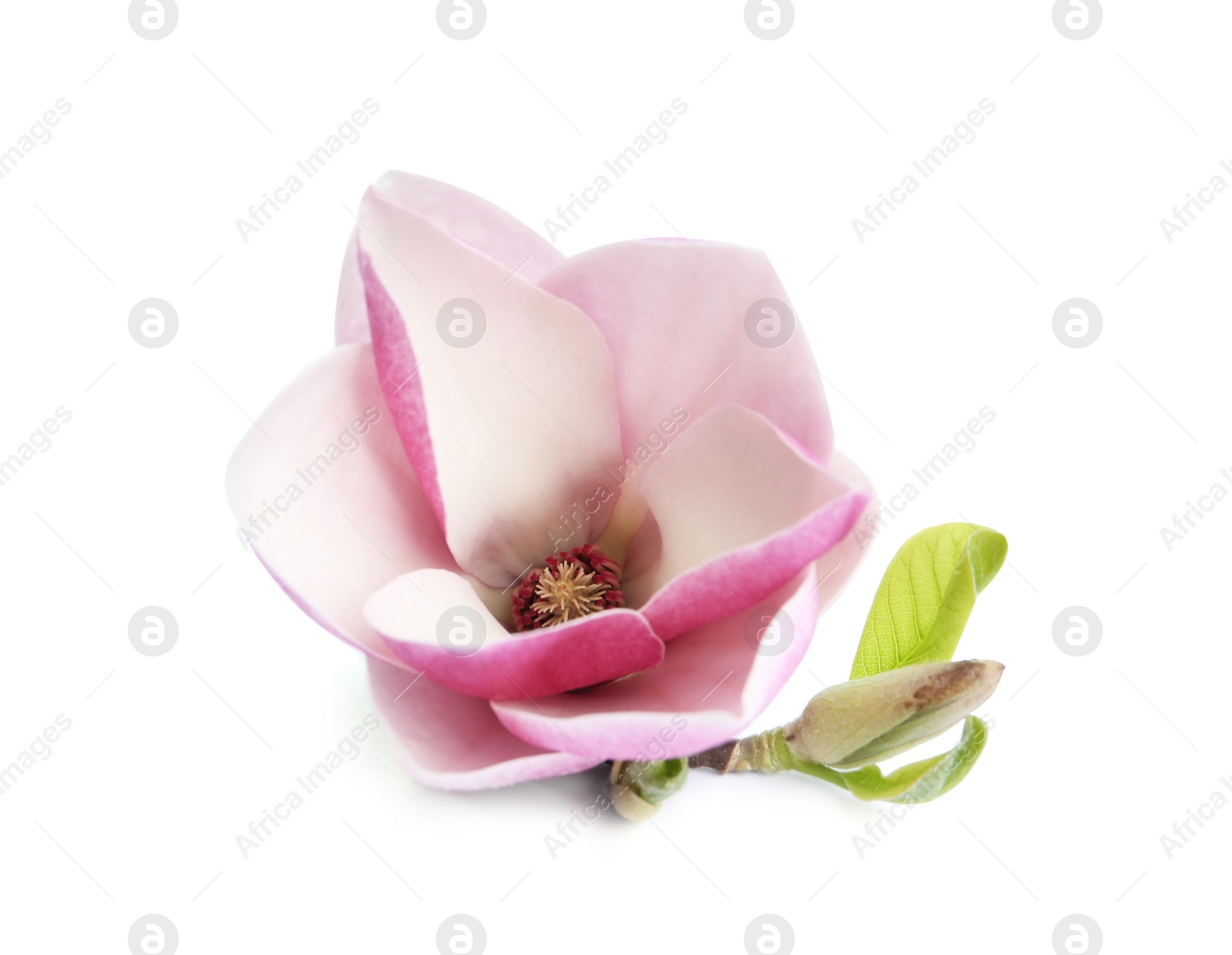 Photo of Beautiful magnolia flower isolated on white. Spring blossom