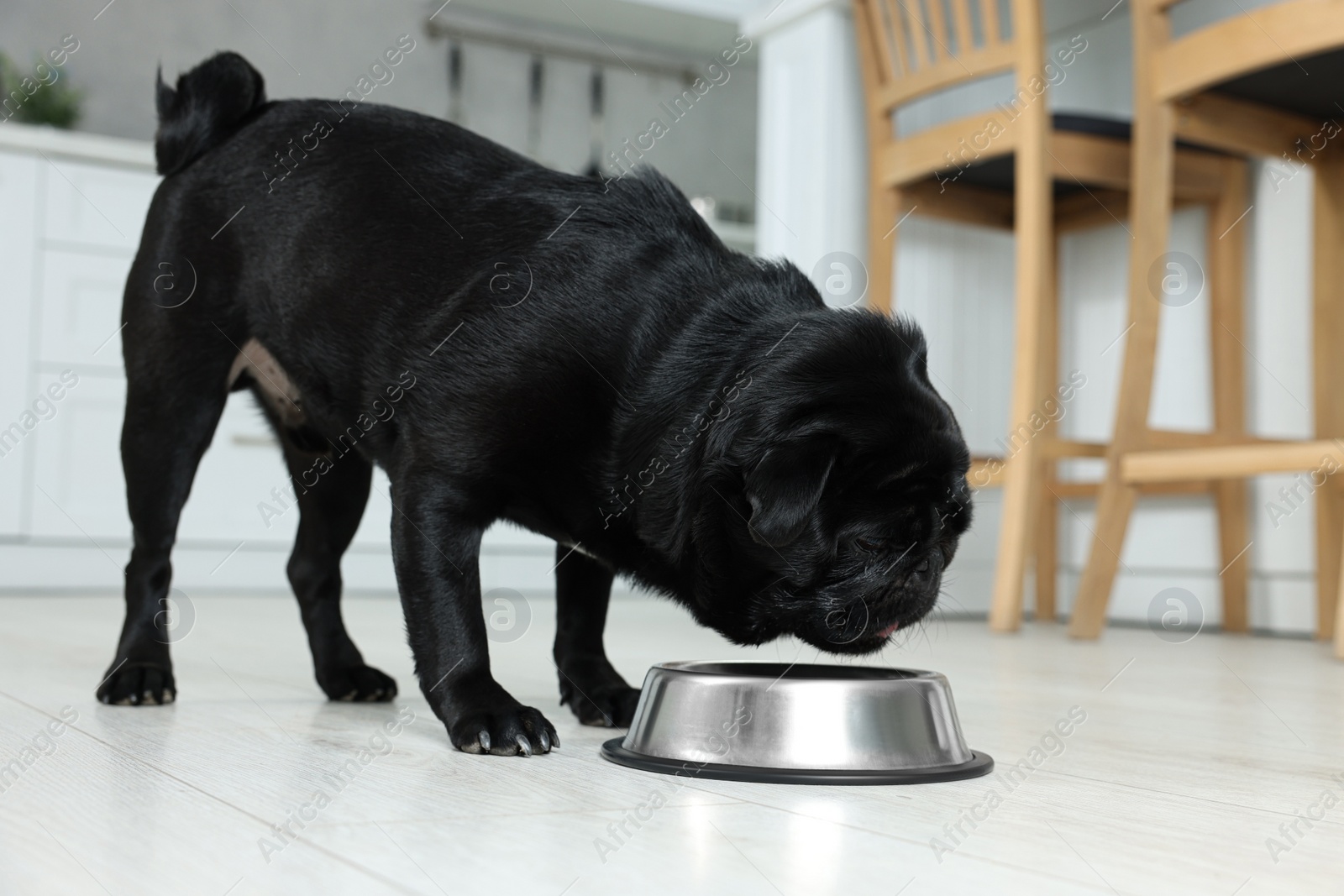 Photo of Cute Pug dog eating from metal bowl in kitchen