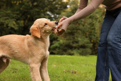 Woman playing with adorable Labrador Retriever puppy on green grass in park, closeup