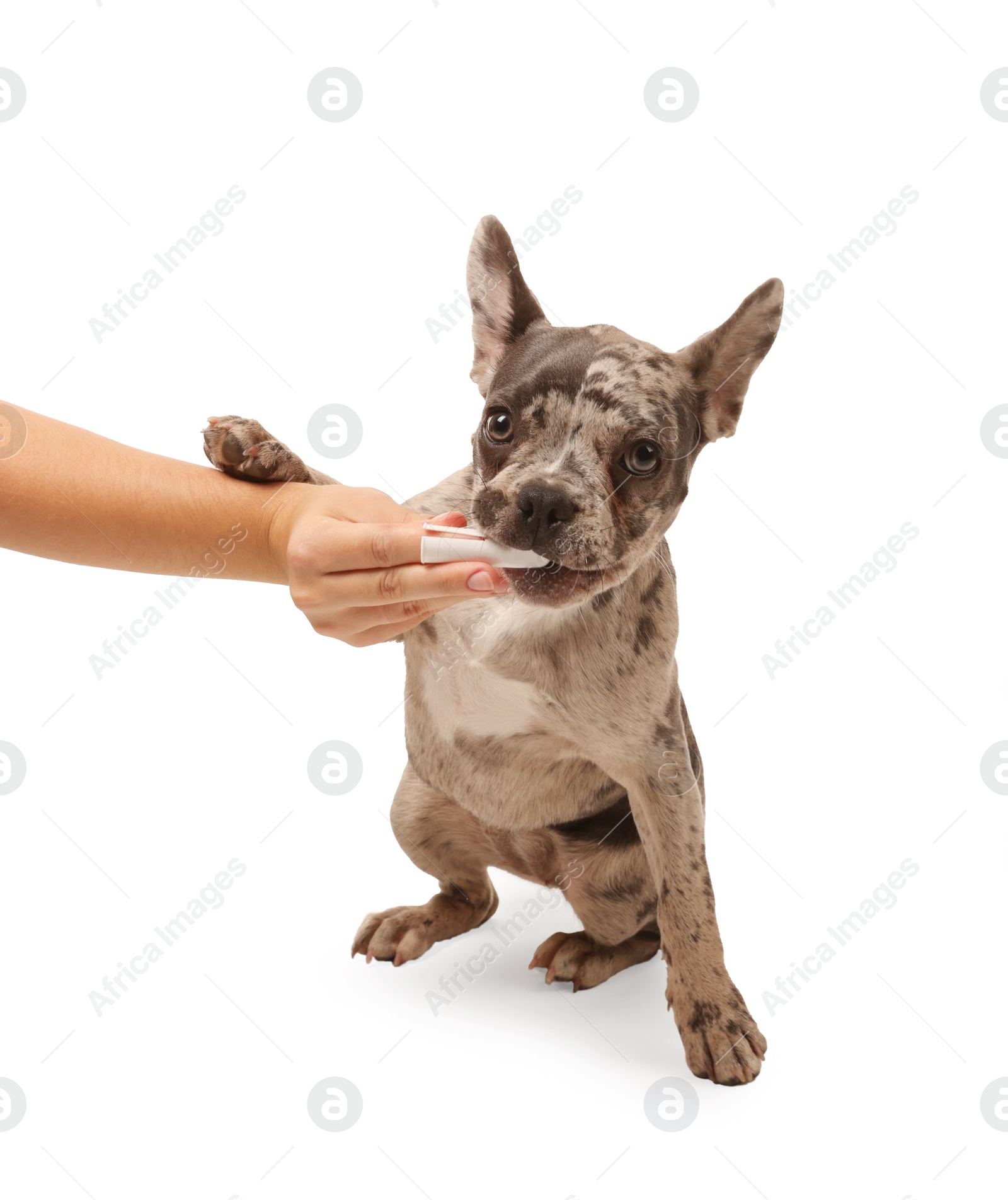 Photo of Woman brushing dog's teeth on white background, closeup