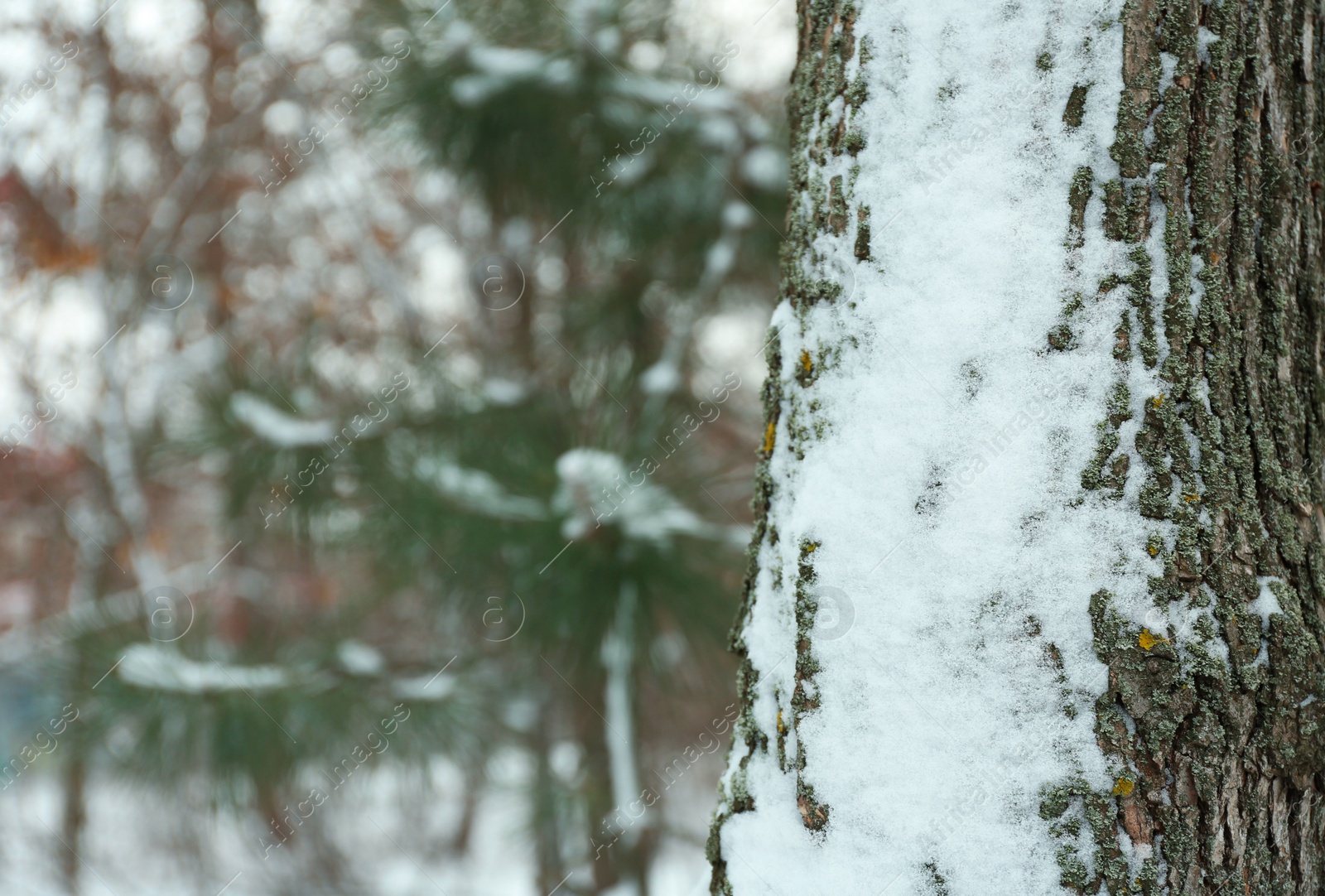 Photo of Tree trunk covered with snow outdoors on winter day. Space for text