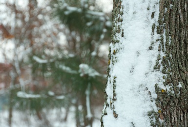 Tree trunk covered with snow outdoors on winter day. Space for text