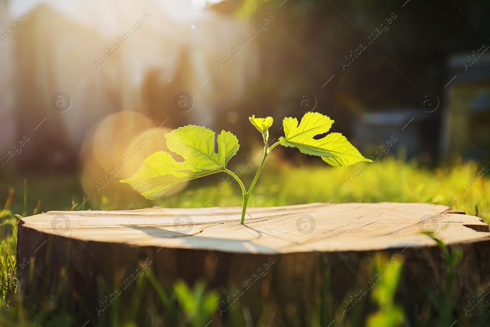 Photo of Green seedling growing out of stump outdoors on sunny day. New life concept