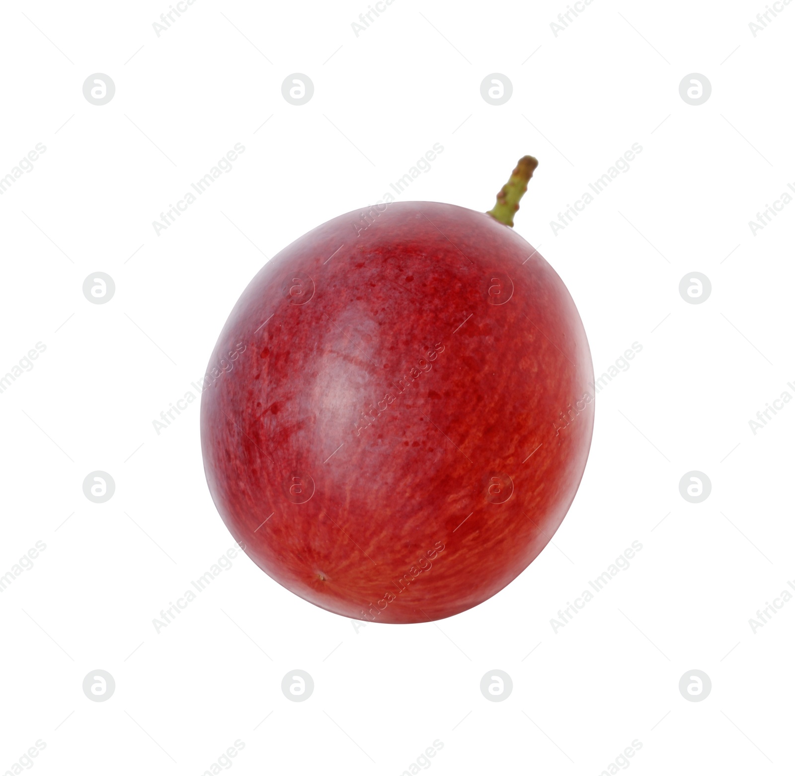 Photo of One ripe red grape isolated on white