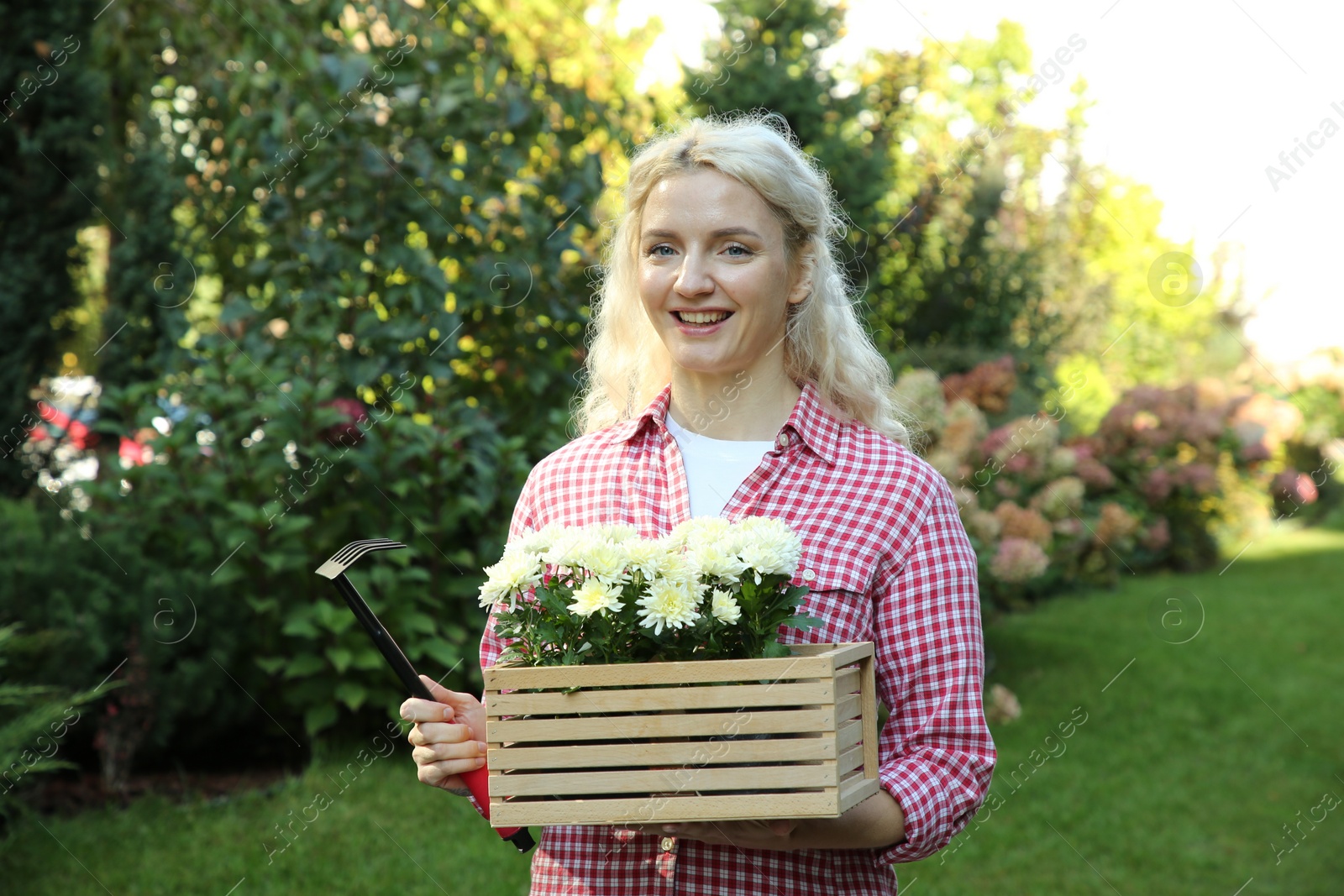 Photo of Woman holding wooden crate with chrysanthemum flowers and gardening rake outdoors
