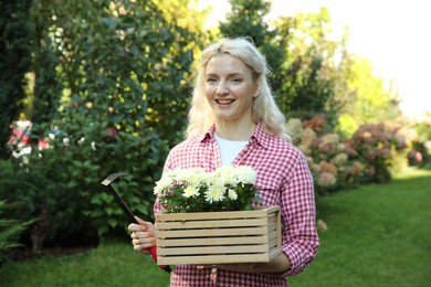 Photo of Woman holding wooden crate with chrysanthemum flowers and gardening rake outdoors
