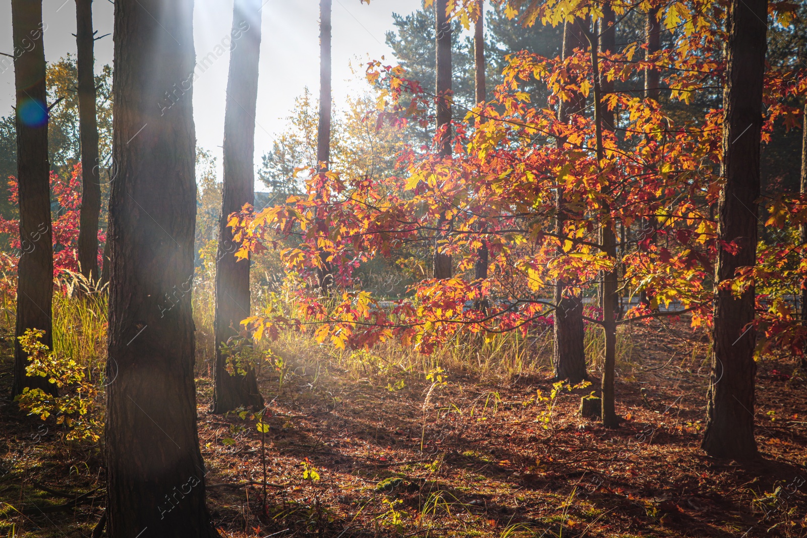 Photo of Picturesque view of forest with trees on sunny day. Autumn season