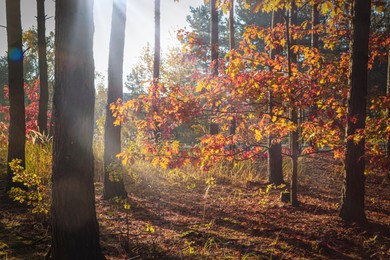 Picturesque view of forest with trees on sunny day. Autumn season