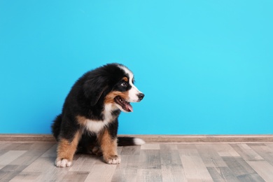 Adorable Bernese Mountain Dog puppy near color wall indoors
