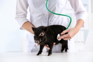 Photo of Female veterinarian examining cute mini pig in hospital