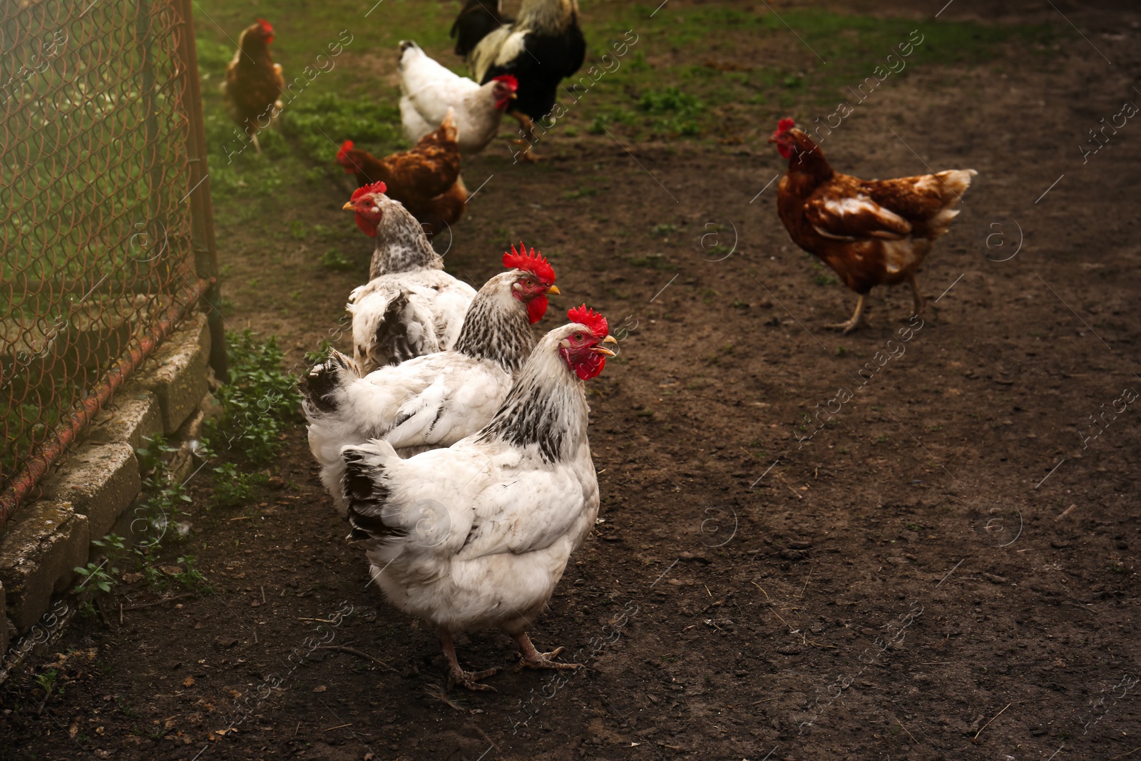 Photo of Many beautiful hens in farmyard. Free range chickens