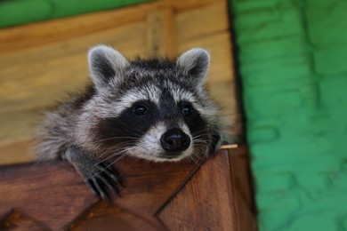 Photo of Cute funny raccoon playing in animal shelter