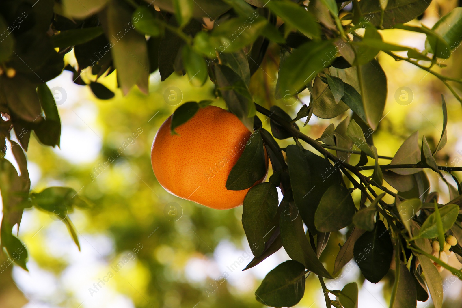 Photo of Ripe grapefruit growing on tree in garden