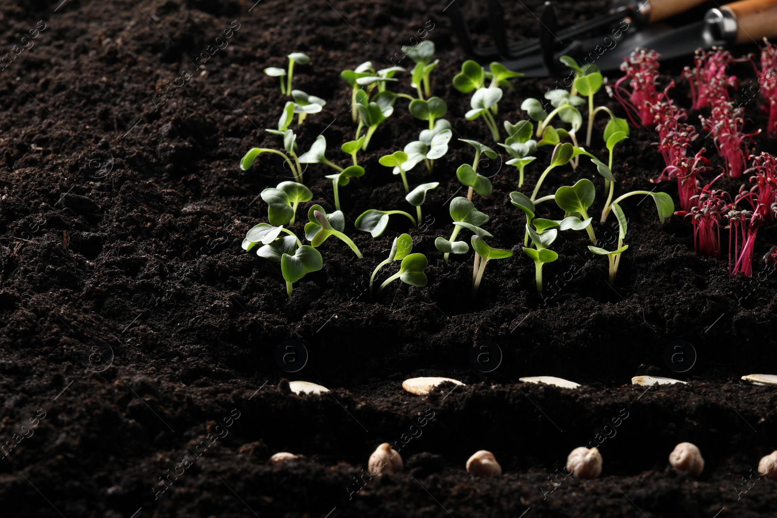 Photo of Many seeds and vegetable seedlings in fertile soil