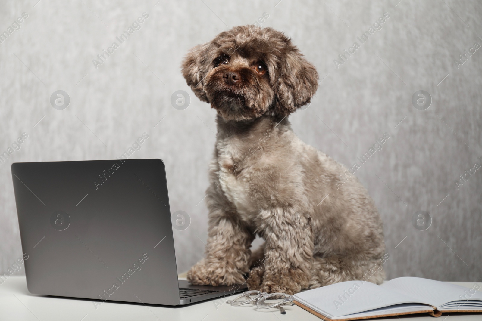 Photo of Cute Maltipoo dog on desk with laptop and glasses indoors