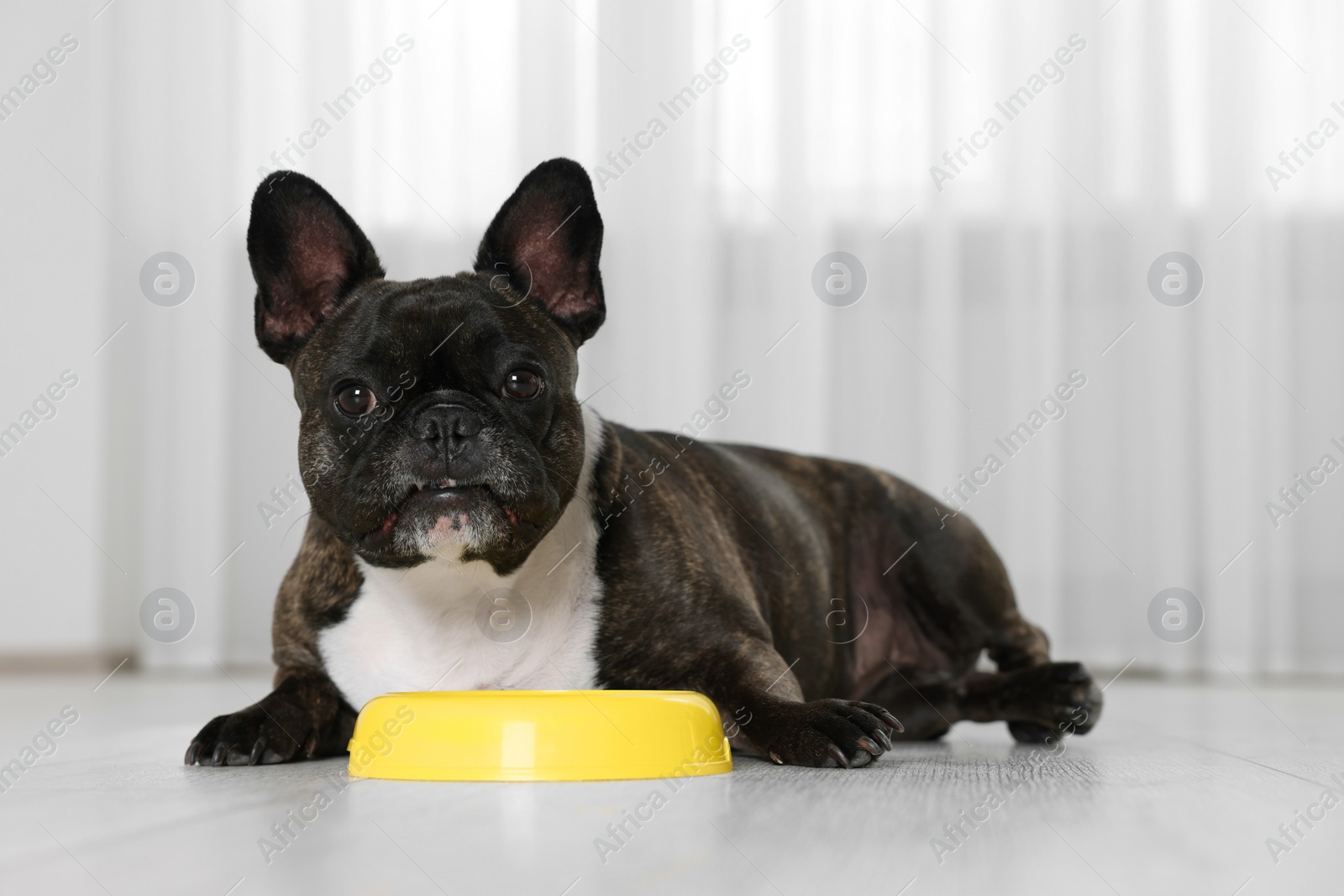 Photo of Adorable French Bulldog near yellow bowl indoors. Lovely pet