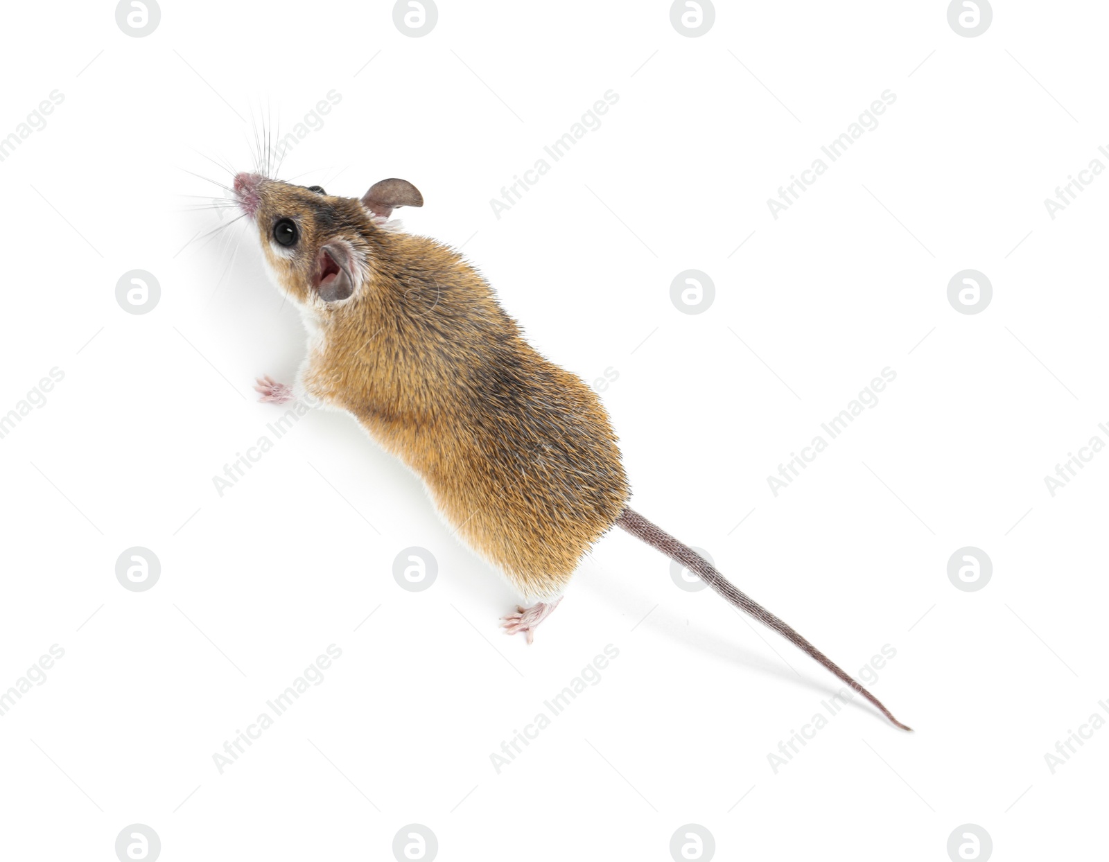 Photo of Small cute spiny mouse on white background