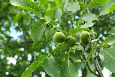 Photo of Green unripe walnuts on tree branch outdoors, bottom view